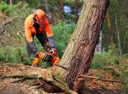 Leland, NC Tree Removal and Landscaping Services Company